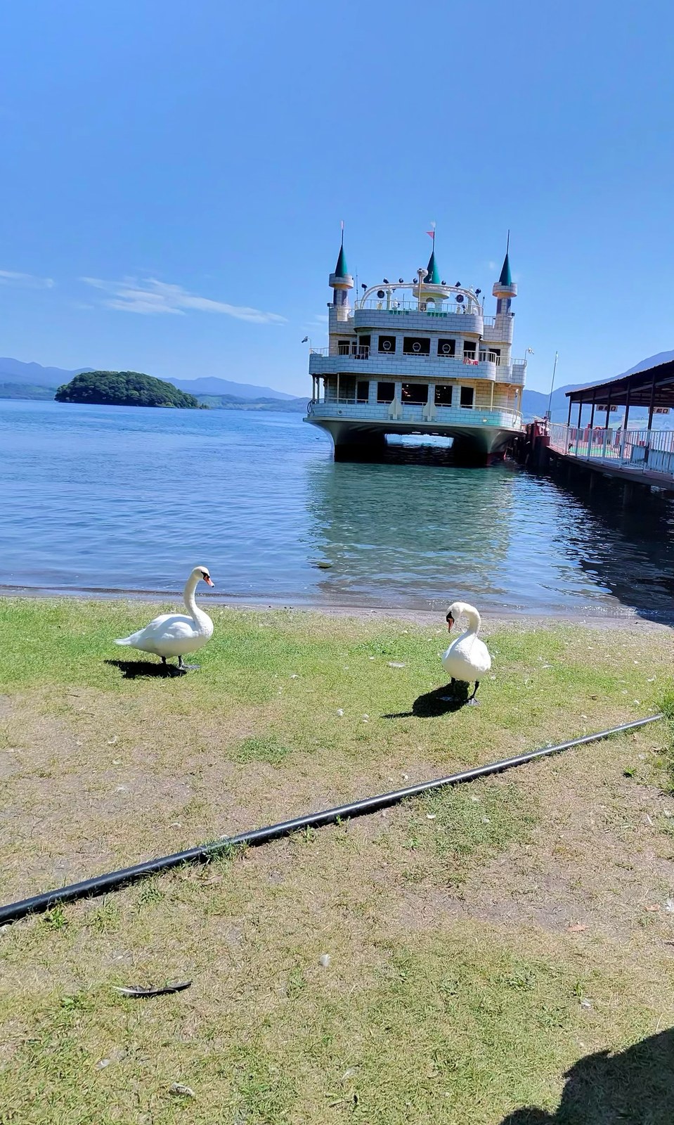 洞爺湖の遊覧船と白鳥