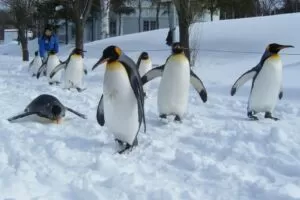 雪の上を並んで歩く旭山動物園のキングペンギン