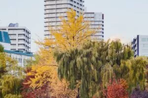 11月上旬の札幌の街なかの黄葉