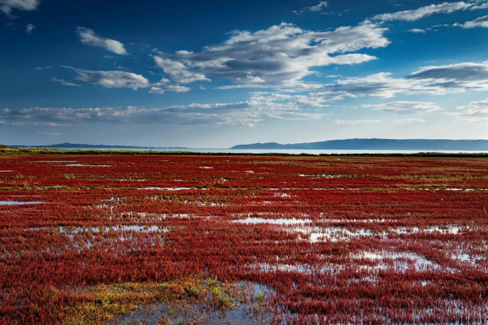 Glasswort colony on the shore of Lake Notoro (Abashiri)