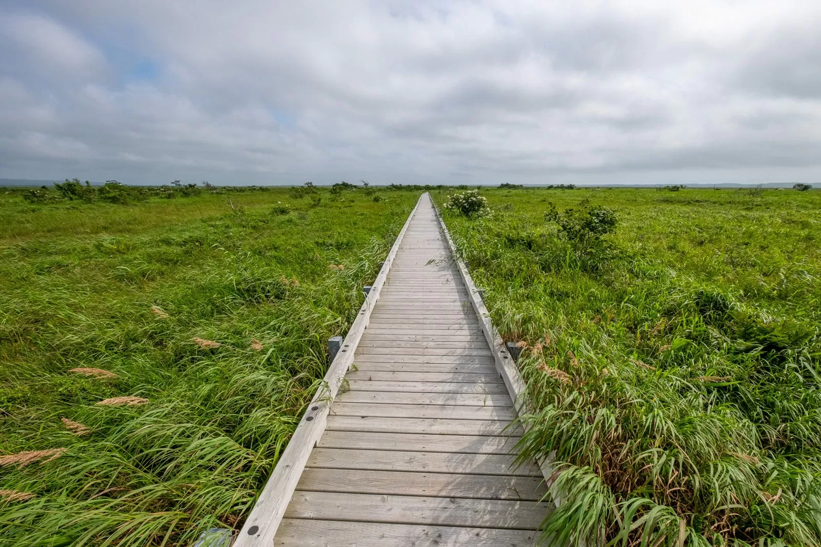 Sarobetsu Wetland (Toyotomi)