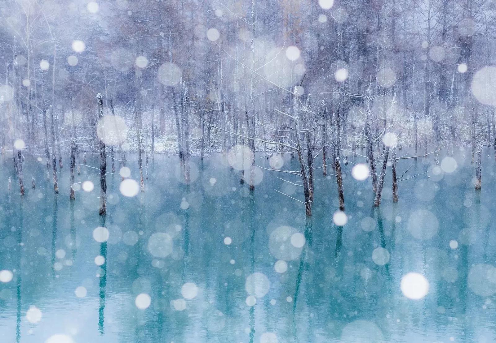 雪の舞う白金青い池