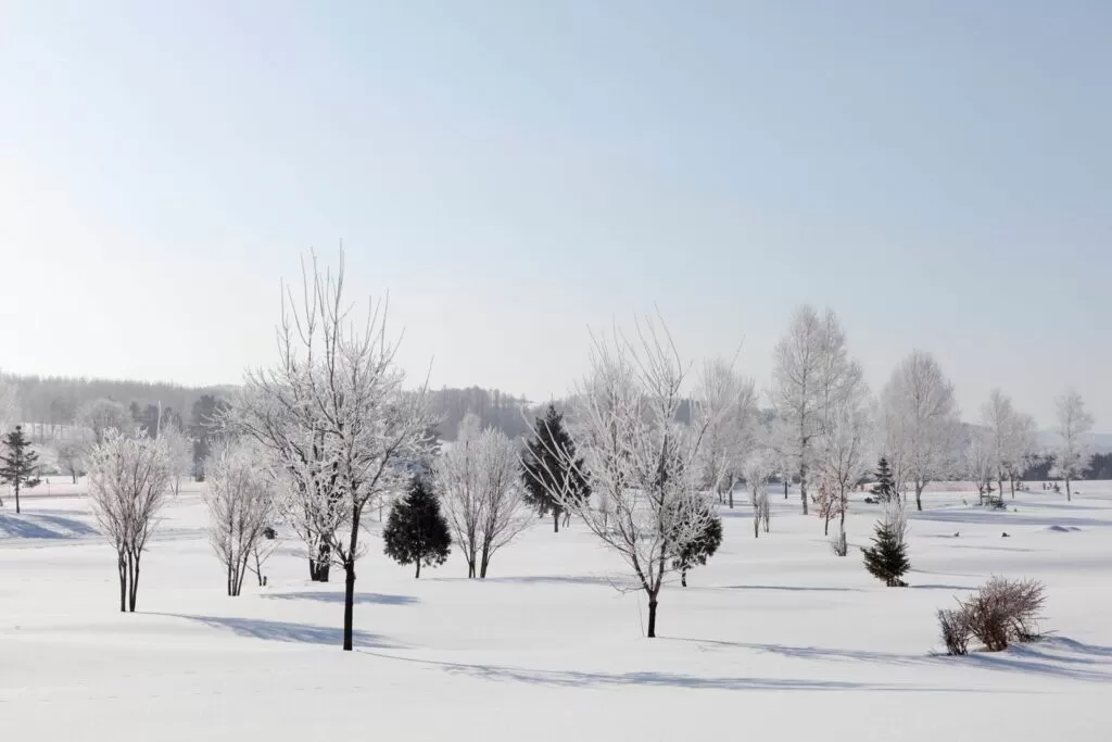 北海道立サンピラーパークの樹氷（名寄市）