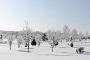 北海道立サンピラーパークの樹氷（名寄市）