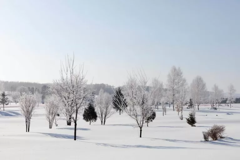 北海道立サンピラーパークの樹氷（名寄市）