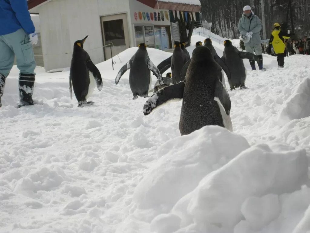 旭山動物園の冬のペンギンの散歩