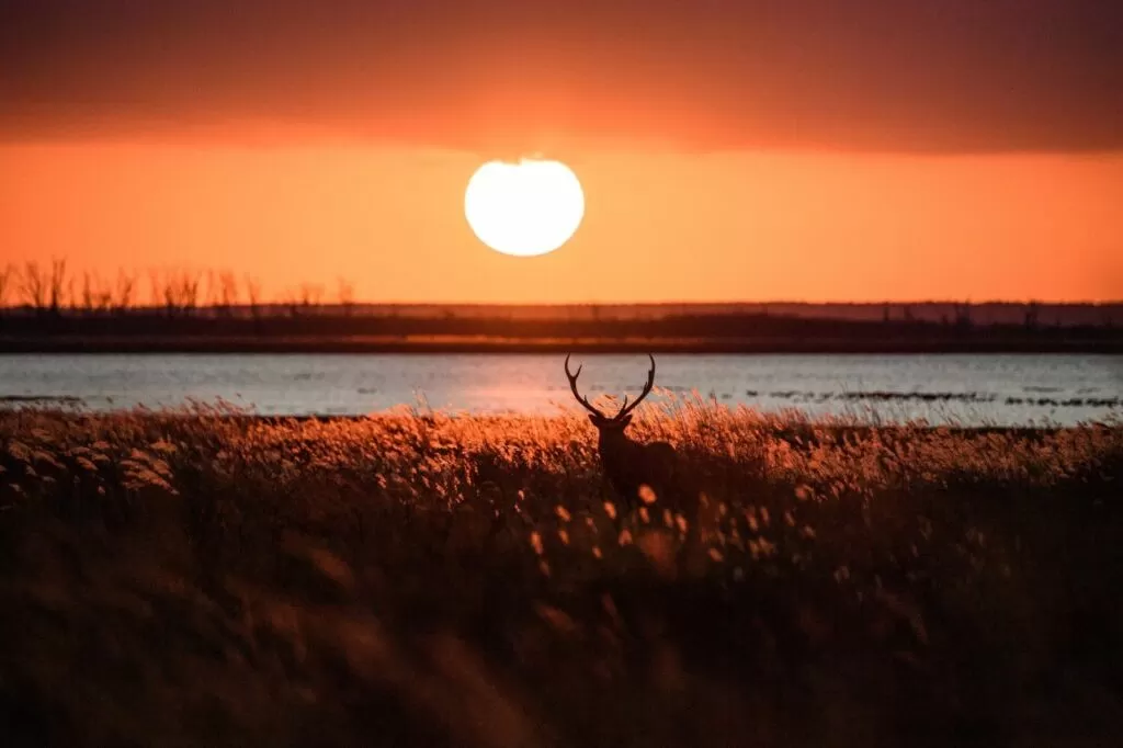 A Yezo deer standing in a field dyed by the sunset