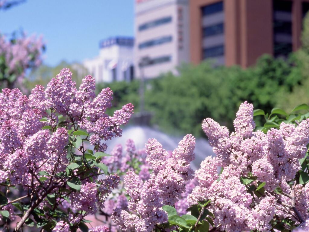 Lilacs in Odori Park