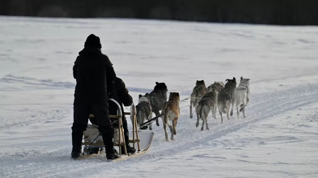 雪原を走るマッシングワークスの犬ぞり