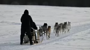 雪原を走るマッシングワークスの犬ぞり